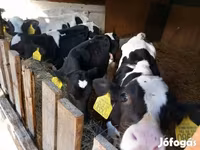 सांड, Russian Black pied cattle — फ़ोटो 2