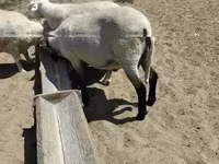 公羊, Tsigai sheep — 照片 3