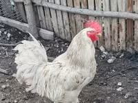 Chickens — 照片 3