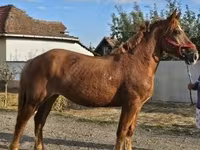 Yegua, Caballos — foto 2