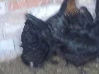 Australorp — Foto 2