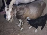 Cabro, Cabras — foto 4