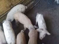 公猪, Pigs — 照片 2