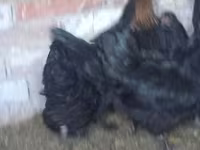 Australorp — zdjęcie 2