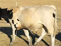 ثور, Russian Black pied cattle — الصورة 7