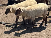 Bélier, Hampshire sheep — photo 4
