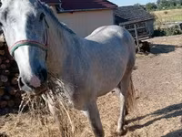 Hing, Lipizzaner — 2. fotó