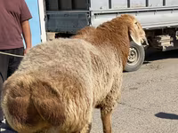 Baran, Arashan sheep — zdjęcie 2