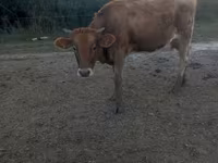 गाय, जर्सी नस्ल — फ़ोटो 2