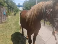 Caballo, Caballos — foto 1