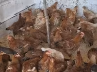 Chickens — foto 1