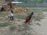 Chickens — Foto 2