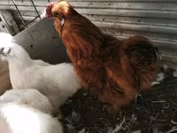 Silkie — 4. fotó