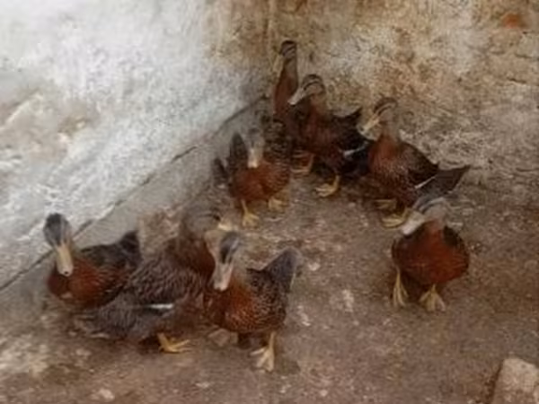 Ducks