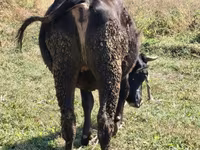 İnək, Alatau irqi — foto 4
