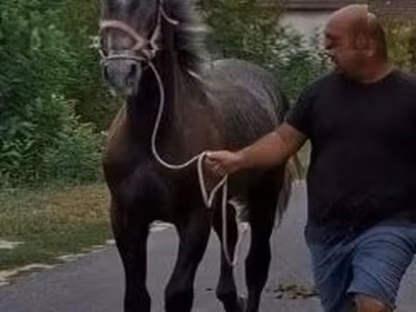 Caballo, Lipizzaner