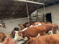 Cattle (batch, sex not specified), Cattle — photo 4