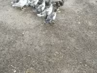 Ducks — फ़ोटो 4
