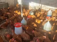 Chickens — Foto 2
