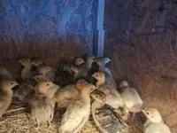 Turkeys — foto 2