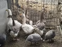 Geese — photo 2