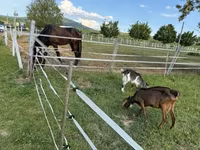 母山羊, Goats — 照片 1