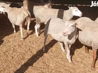 Sheep (batch, sex not specified), Sheep — photo 1