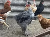 Chickens — الصورة 5