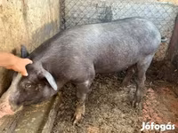 公猪, Pigs — 照片 4