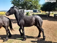 Hengst, Friesian — Foto 6
