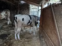 Toro, Simmental cattle — foto 3