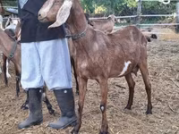Ziege, Nubian Goat — Foto 2
