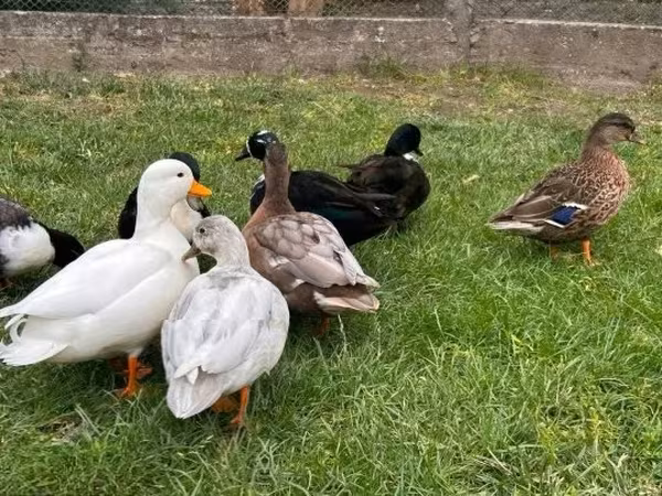 Ducks