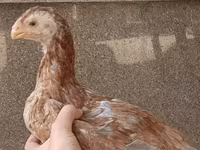 Chickens — الصورة 6