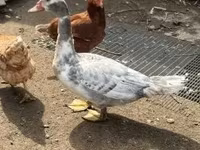 Ducks — photo 2