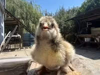 婆罗门鸡 — 照片 8