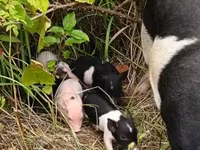 Säue, Schweine — Foto 1