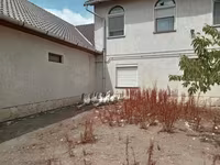 Geese — zdjęcie 3