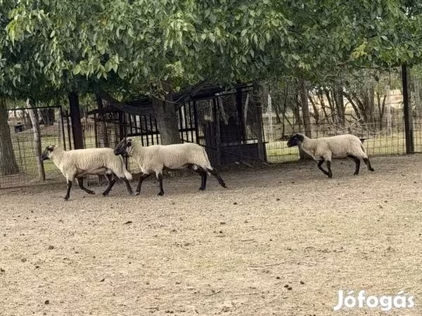 Ram, Blackheaded Persian sheep