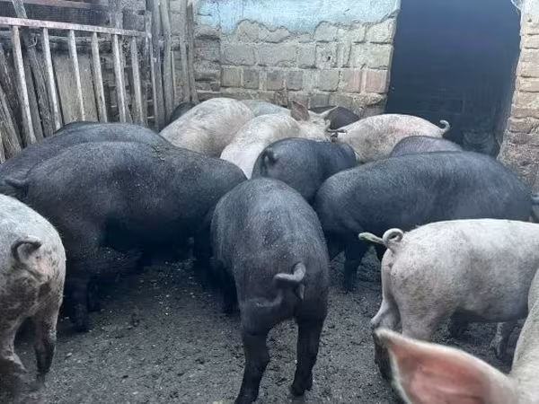 Boar, Pigs — Hungary
