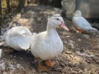 Ducks — foto 2