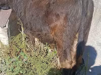 Býk, Simmental cattle — foto 2