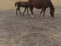 Kanca, Horse breed — 3. fotó