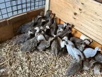 Guinea fowl — Foto 3