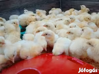 Chickens — फ़ोटो 2