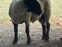 Kos, White Suffolk sheep — 2. fotó