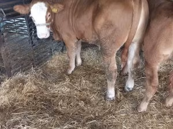 Bika, Simmental cattle — Magyarország