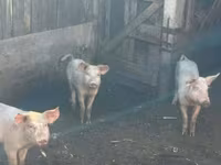 Boar, Pigs — photo 2