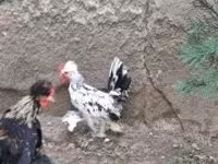 Chickens — foto 5