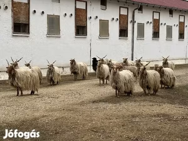 Kos, Baerchuke sheep